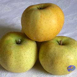 Manzano 'Belchard Chantecler'